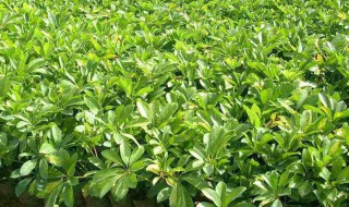 鸭脚木寿命多少年 点进来告诉你