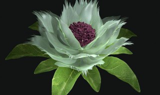 雪莲花和什么泡酒最好 多种方法供你选择