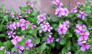 长春花移栽方法 需要把握这四点