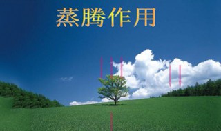 蒸腾作用 其主要过程