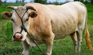 心广体胖能撑船比喻什么生肖 属该生肖的人有哪些特点