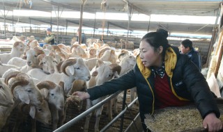 自繁自养的养羊户如何把握好养羊的机遇 养殖户如何通过养羊赚钱