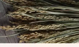 古代一粒米的种植过程 每一粒稻米都承载着乡村世代传承的希望和幸福