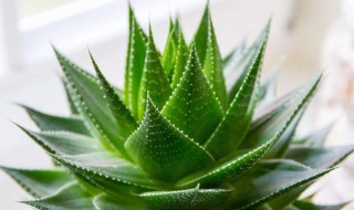 芦荟滴在小白鞋怎么能擦掉 生活小知识