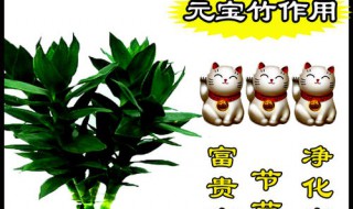 元宝竹的寓意是什么 养殖注意什么