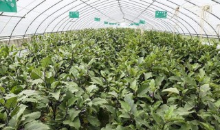 嫁接苗的茄子可以种从地吗 有许多种嫁接苗的方法