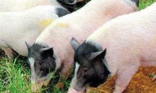 三个月的仔猪正常体温多少度 要分阶段