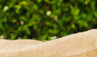 苎麻的制作过程 苎麻是怎样做成布的