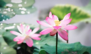 洁身自好与洁身自爱的区别 洁身自好与洁身自爱有什么关系