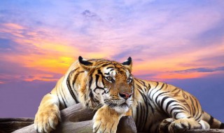 梦见树上有两只老虎 梦见两只老虎扒上树了