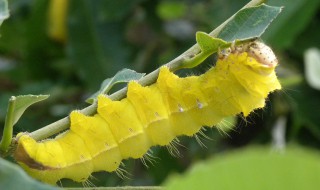 柞蚕养殖技术 柞蚕生产养殖技术