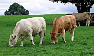 牛的孕期是多少天 你知道吗