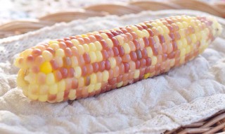 糯玉米干怎么煮 简单方法教你轻松制作美食