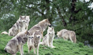 梦见动物追赶 这是什么预兆吗