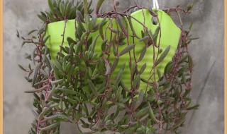 紫玄月吊兰怎样种植 生长习性