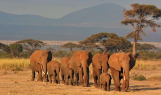 大象死后为什么不能碰 它们死后还能伤人吗