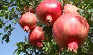 石榴树几月份剪枝好 石榴树什么季节剪枝比较好