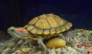 南方小乌龟如何过冬 它是这样过冬的