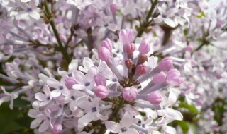 丁香有什么用处 可以用在哪些方面