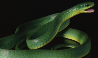 梦见两条大蟒蛇 是好还是坏