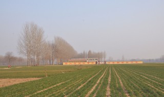 曹县最大的镇 犹如县城是全国重点镇