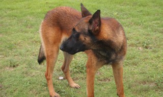 马犬能拴着养吗 快来看看