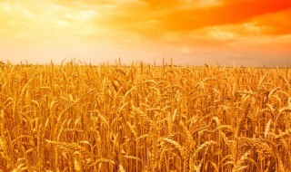 丰德存小麦几号最好 生育期多长