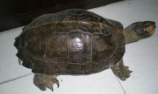 顺德龟交易市场在哪 生活百科