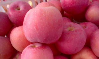 陕西苹果收购价 水果知识