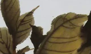 牡丹叶子的组合画法 怎么画牡丹叶子