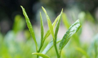 怎么能使高山白茶早发芽早采 你知道吗