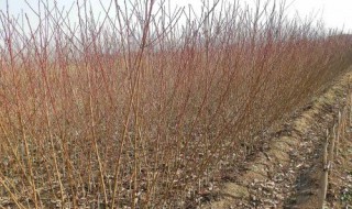 耕地栽桃树违法吗 给大家介绍一下