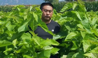 粗蛋白含量高的树木 富含蛋白质的树是什么