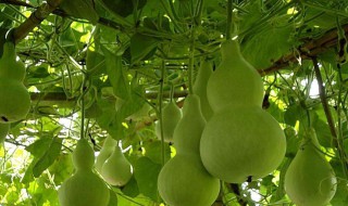 葫芦可以喷摩丝吗 个人经验分享