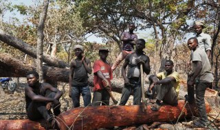 非洲割什么礼 你弄懂了吗