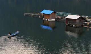 龙江河可以网箱养鱼吗 原因是什么