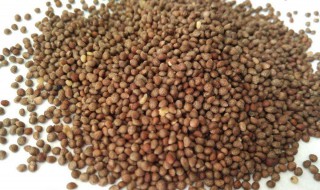 紫苏籽的功效与作用 一定要看看