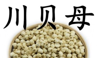 平贝母与川贝母的区别 谁知道