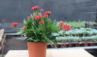 长寿花10月怎么养 园艺师教你轻松栽培