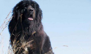 藏獒几个月才凶猛 了解先