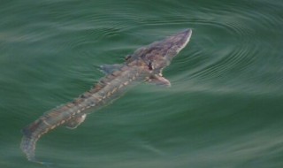 中华鲟是国家保护动物吗 长什么样