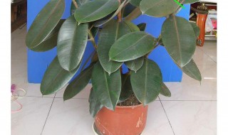 黑金刚怎么繁殖 黑金刚扦插方法技巧