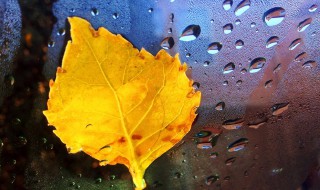 落叶的句子 描写落叶的句子