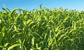 高丹草可以生长几年 高丹草是一年生还是多年生