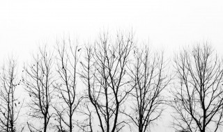 怎样画树干和树枝 柏树的画法