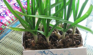 大蒜种后能随时浇水吗 这些步骤你学会了吗