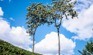 秋天太阳火辣辣是什么生肖 猜一下