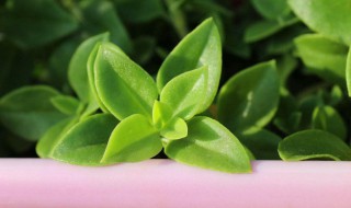 牡丹吊兰怎么吃 牡丹吊兰的做法