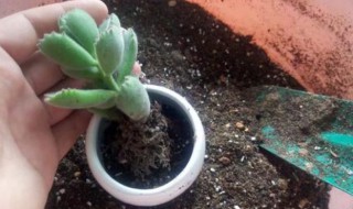 花换盆换土正确方法 这两点必须要知道