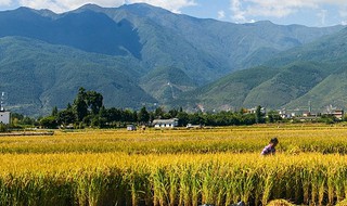 2019年大理洱海边的农田怎么规划 农田规划安排